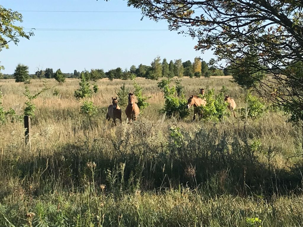 Wild Przewalski’s horses approach our car in the Zone